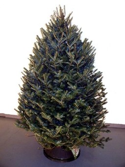 Balsam Fir Christmas Tree