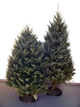 Balsam Fir Christmas Tree