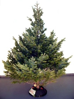 Douglas Fir Christmas Tree