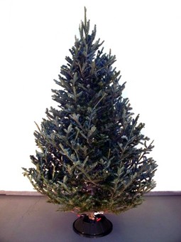 Fraser Fir Christmas Tree