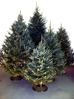 Fraser Fir Christmas Tree